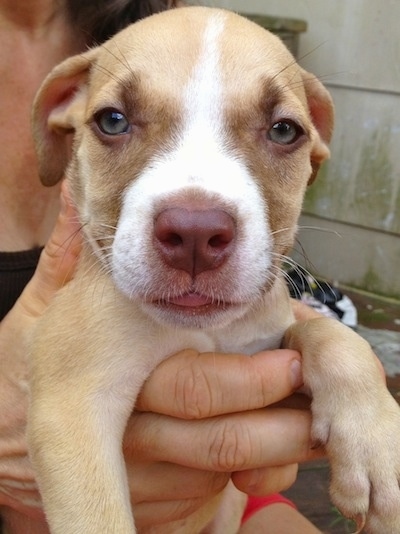 Close up - A tan with white American Pit Corso puppy is being held in the air by a person outside.