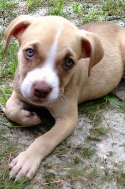 Close up - The front left side of atan with white American Pit Corso puppy that is laying across a grassy rock and it is looking forward.