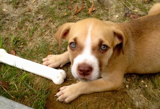 Topdown view of the left side of a tan with white American Pit Corso Puppy that is laying in a patchy lawn next to a dog bone and it is looking up.