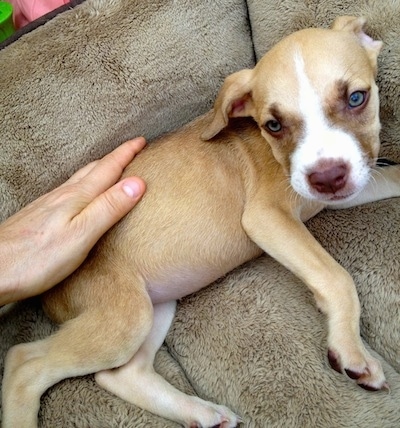 Topdown view of the right side of a tan with white American Pit Corso puppy that is laying across a couch and being rubbed by a person behind it.