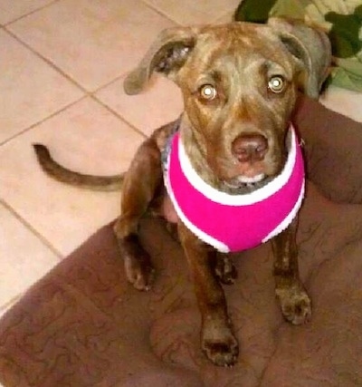 Topdown view of the front right side of a brown American Pit Corso puppy that is sitting on a rug and it is looking up.