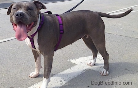 The front left side of a gray with white Pit Bull Terrier that is wearing a harness. Its mouth open, its very large tongue is out and it is standing in a parking lot.