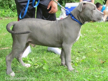 The right side of a gray with white blue0nose Pit Bull Terrier that is standing on grass with a leash on and people having a picnic behind it.