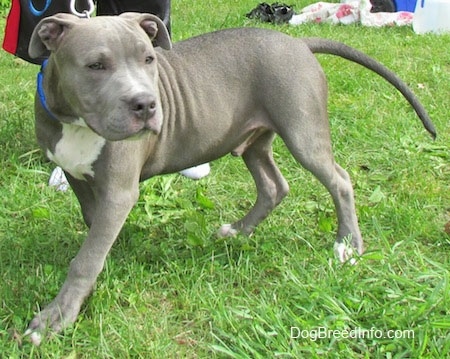 The front left side of a blue-nose Pit Bull Terrier puppy that is standing with one paw forward and it is looking to the right.