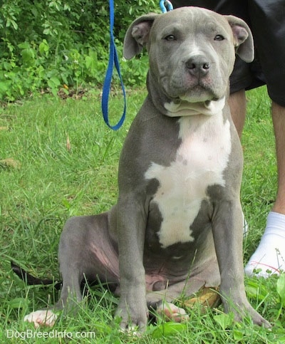 White Blue Nose Pitbull Male