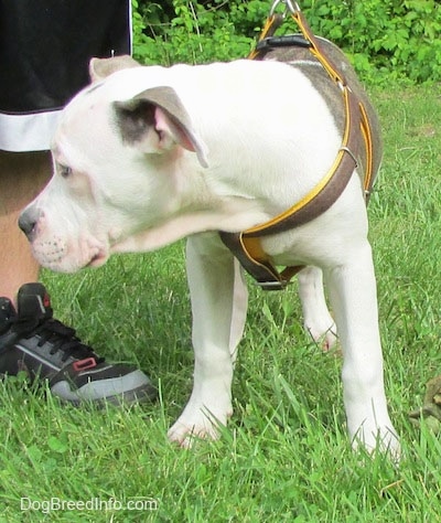 A gray and white Pit Bull Terrier Puppy is standing on grass and it is looking to the left