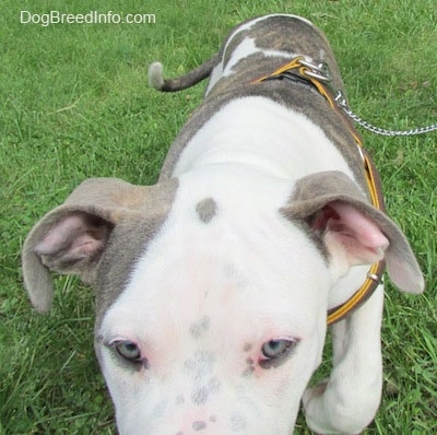 Close Up - A blue-eyed Pit Bull Terrier puppy is walking up grass.
