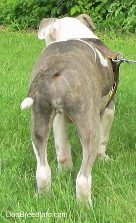 The back of a Pit Bull Terrier Puppy that is walking to a treeline in the background.