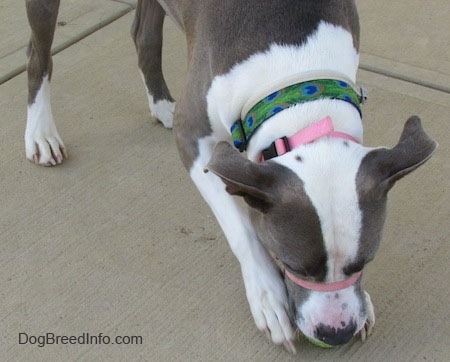 Close Up - The front right side of a standing gray and white Staffordshire Terrier that is biting and holding an item below it.