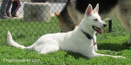 The right side of an American White Shepherd that is laying across a lawn. There is a German Shepherd Dog standing behind it and sniffing the ground. There is a chainlink fence behind them.