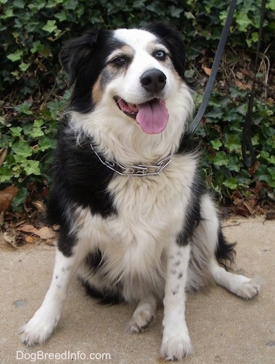 Abby the Australian Shepherd sitting on concrete with its mouth open and tongue out