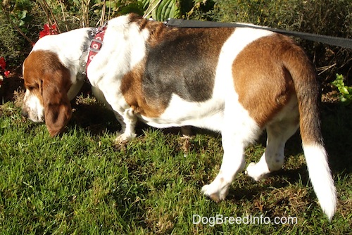 Right Profile - Elwood the Basset Hound