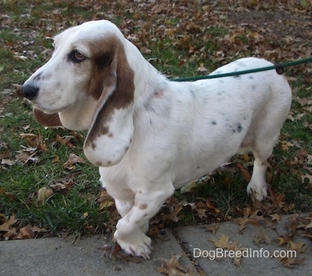 Max the Basset Hound walking around outside