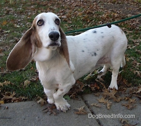 A white, low to the groun dog with a long body and short legs with long brown hanging ears standing outside