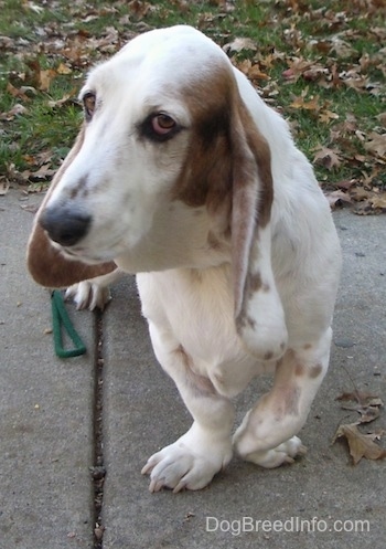 Max the Basset Hound facing the camera