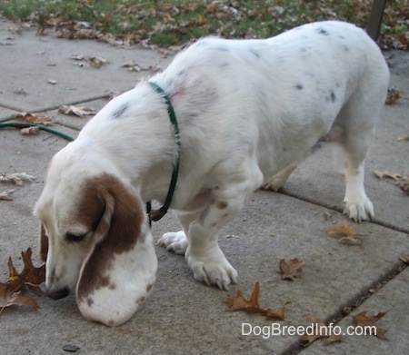 Max the Basset Hound standing on a sidewalk