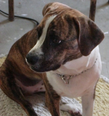 Baxter the Basston sitting on a rug