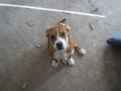 Topdown view of a brown with white Beabull puppy that is sitting on a carpet near a bunch of items that have been chewed up, looking up and its ears are flipped inside out