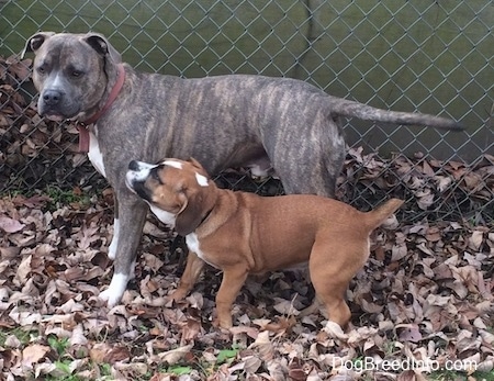 Luna the Beabull next to Spencer the Pit Bull Terrier playing at a fenceline