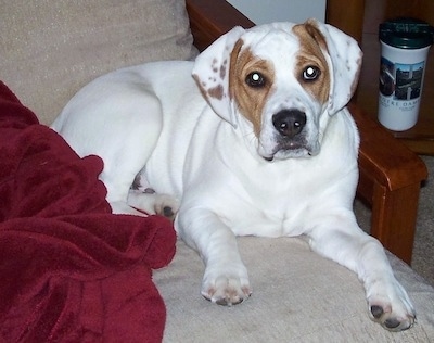 The right side of a white with brown Beabull is laying on a wooden couch bed