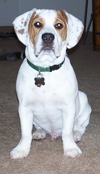 A white with brown Beabull is sitting on a carpet and it is looking forward.