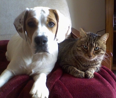 A white with brown Beabull and a Cat are laying on a wooden couch bed.