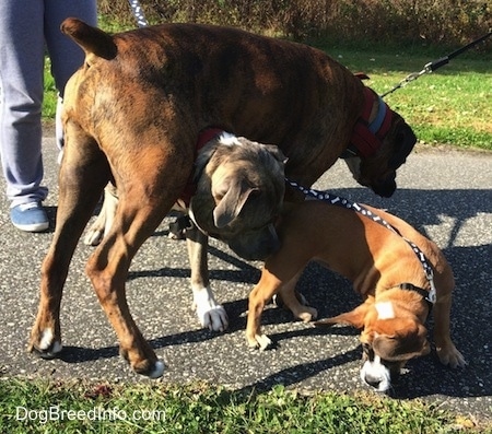 Luna the Beabull walks under Bruno the Boxers legs and Spencer follows Luna as Bruno tries not to fall down