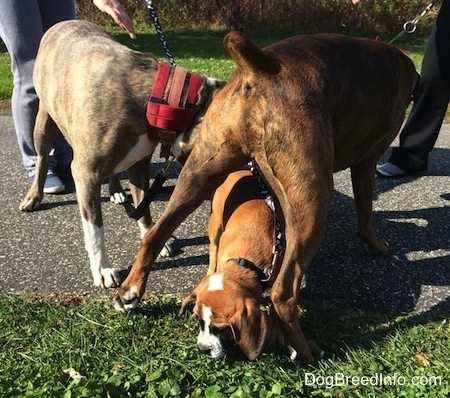 Luna the Beabull walking under Bruno the Boxers legs while on a leash with Spencer standing next to them