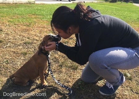 Luna the Beabull getting kissed by a girl