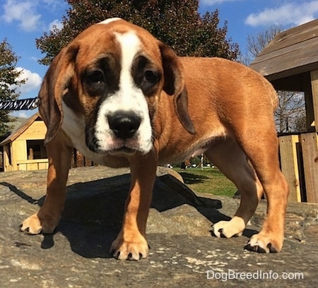 Luna the Beabull puppy standing on a rock at a park