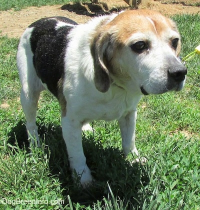 Bella the Beagle standing outside