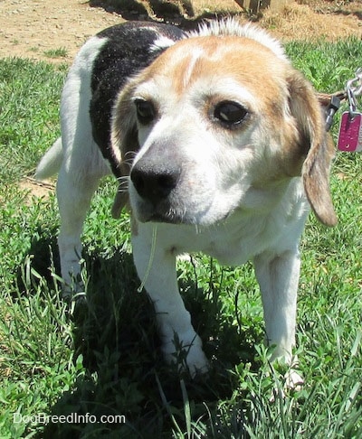 Bella the Beagle standing outside looking into the distance