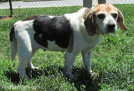 Left Profile - Bella the Beagle standing outside in front of a chain link fence