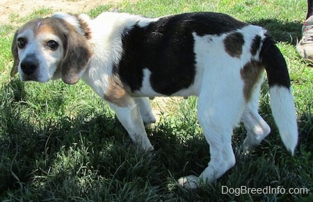 Right Profile - Bella the Beagle standing outside looking into the distance