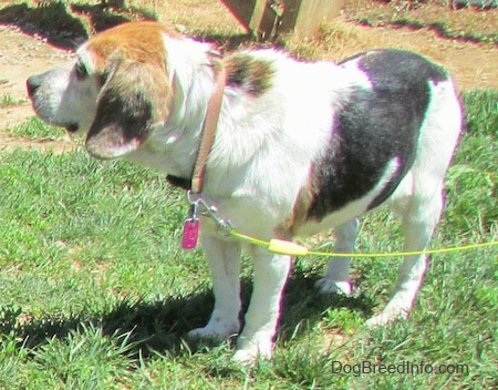 Bella the Beagle standing in grass