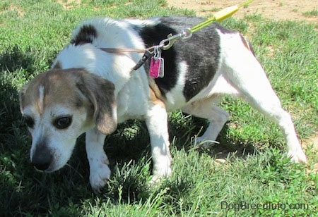 Bella the Beagle outside pulling the person who is holding the leash