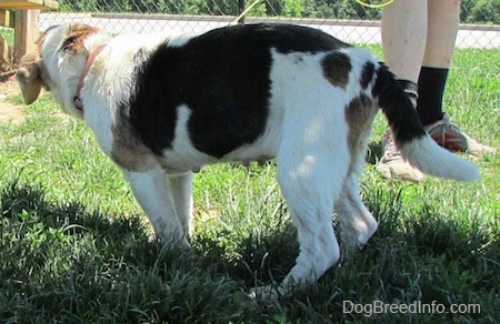 Right Profile - Bella the Beagle standing outside in front of a person and a chain link fence