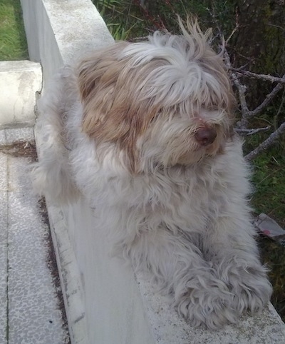 Pony the Bearded Collie laying on a stone wall