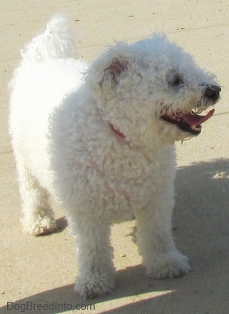 Casey the Bichon Frise standing outside with her head to the left with her mouth open and tongue out