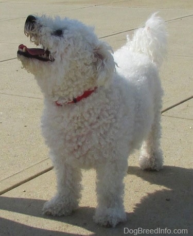 Casey the Bichon Frise standing on a sidewalk with her head up to the right and her mouth is open