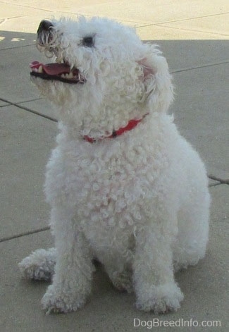 Casey the Bichon Frise sitting outside with her head up and mouth open