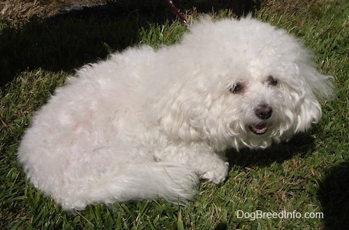 Suzi the Bichon Frise laying outside with her mouth open