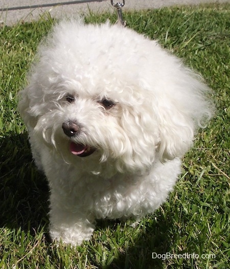 Close Up - Suzi the Bichon Frise sitting in grass