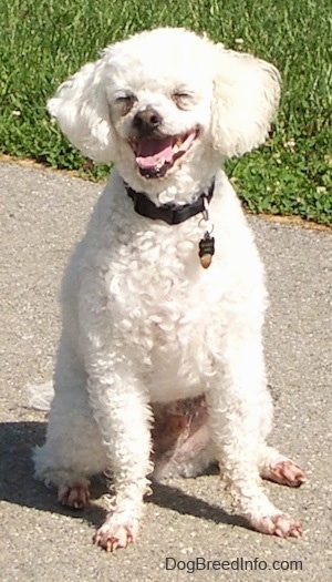 Xavier the Bichon Frise sitting outside with its mouth open and its eyes close