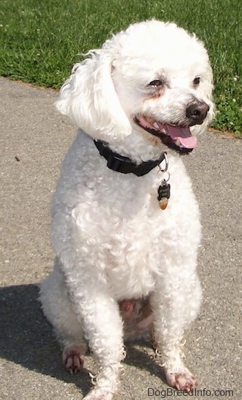 Xavier the Bichon Frise with his coat cut short sitting outside on the sidewalk and looking to the left
