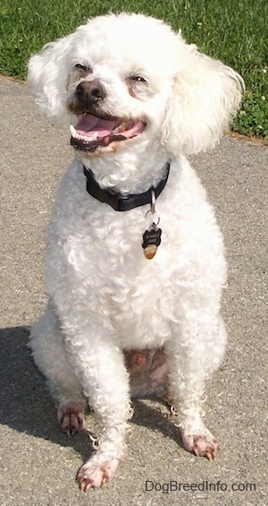 Xavier the Bichon Frise sitting outside and looking to the right