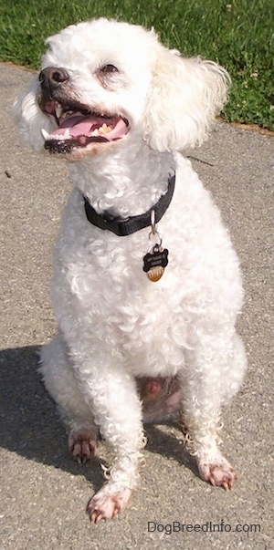 Xavier the Bichon Frise sitting outside with looking up and to the right with its mouth open