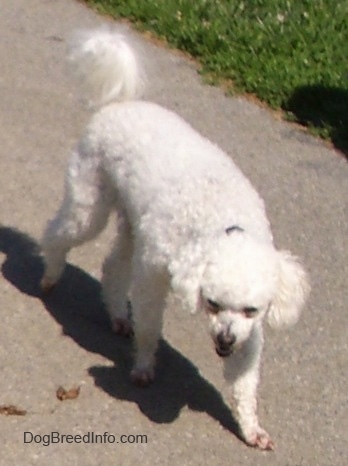 Xavier the Bichon Frise walking down the sidewalk with his tail up