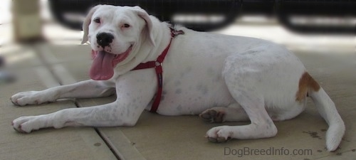 Nelson the Bogle wearing a red harness laying on the ground with its mouth open and tongue out looking happy