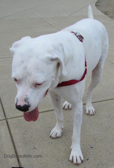 Nelson the Bogle looking down at the ground with its mouth open and tongue out